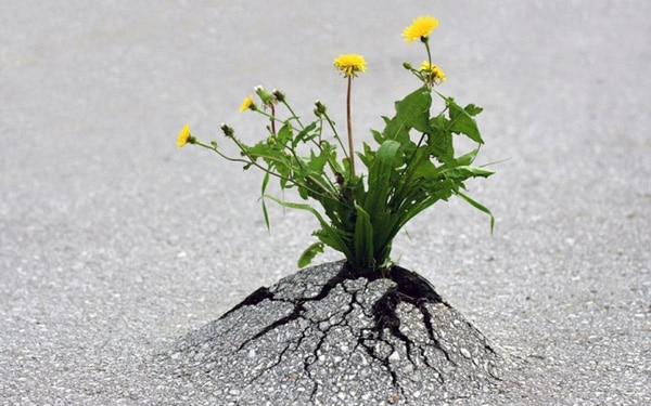 Sống lạc quan - liều thuốc tinh thần cho mọi người hình 5