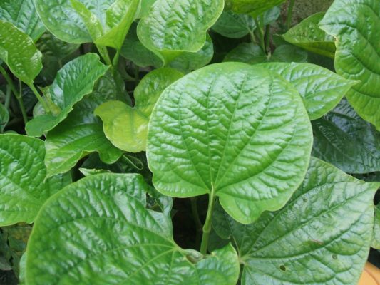 Đau nhức xương khớp cũng phải chào thua vì những thảo dược này