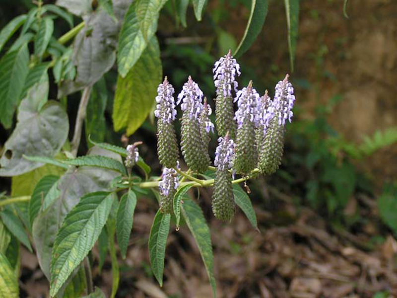 Thảo dược chùa dù là thành phần của muối ngâm chân