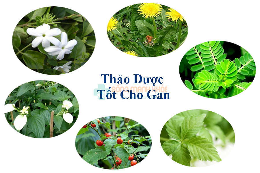 Thảo dược tốt cho gan