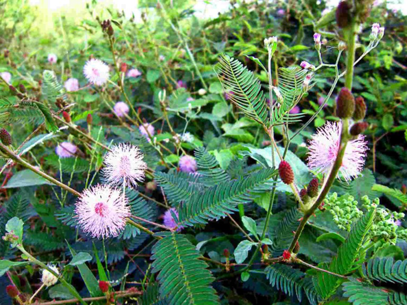 Cây trinh nữ làm bài thuốc trị mất ngủ bằng thảo dược