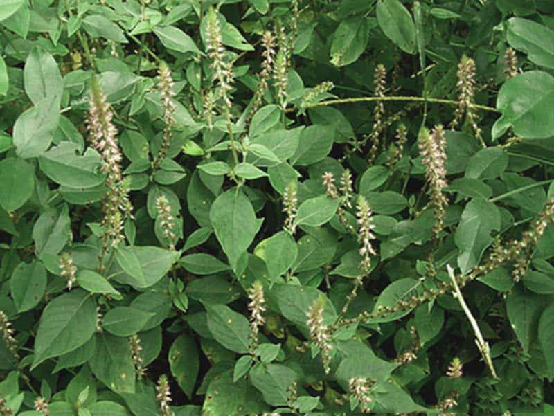 Cỏ xước - cách trị viêm khớp tại nhà