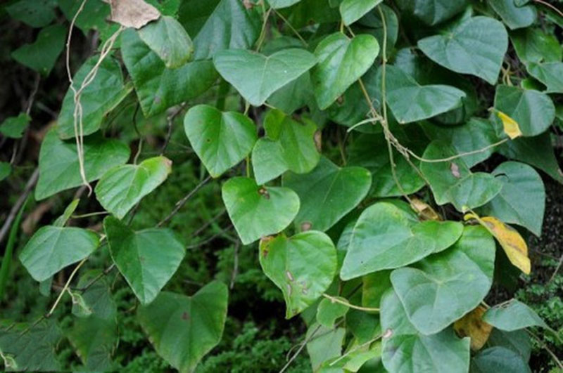 Cây thuốc trị xương khớp từ dây đau xương