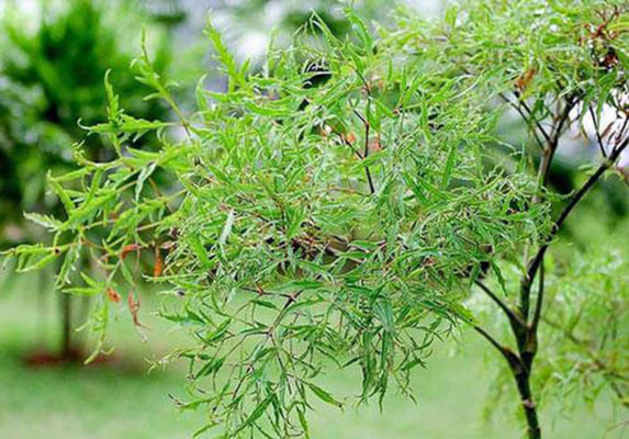 Cây thuốc nam chữa bệnh đau xương khớp