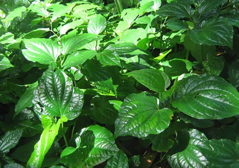 Cách dùng lá lốt chữa đau xương khớp