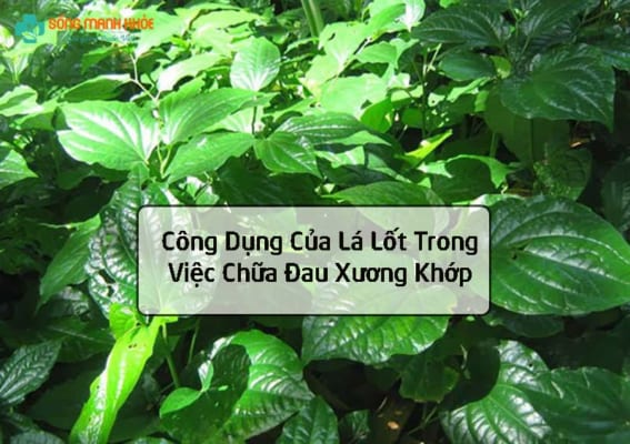 Công Dụng Của Lá Lốt Trong Việc Chữa Đau Xương Khớp
