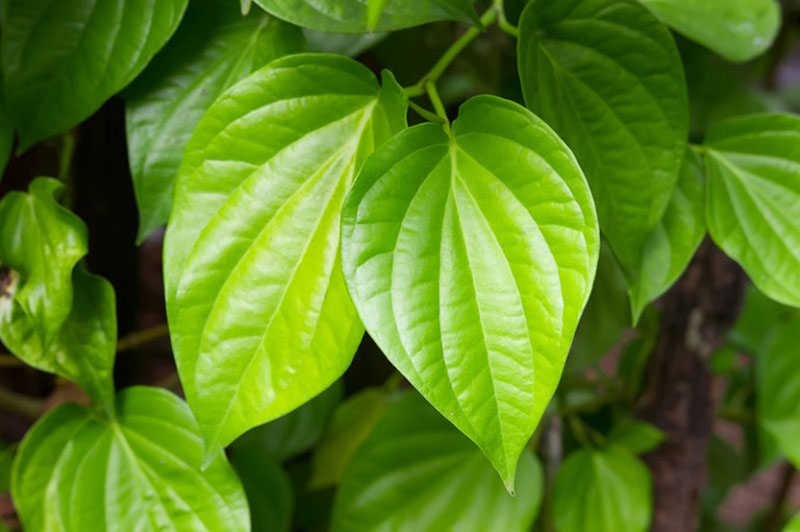 Cách sử dụng lá trầu chữa bệnh hôi chân