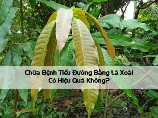 Chữa bệnh tiểu đường bằng lá xoài