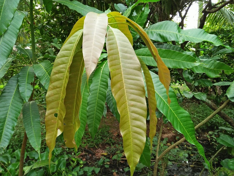 Cách Chữa bệnh tiểu đường bằng lá xoài