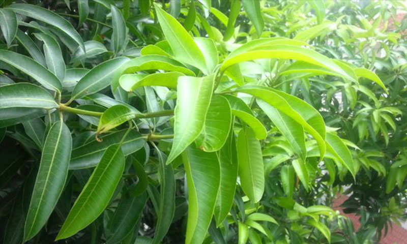 Chữa bệnh tiểu đường bằng lá xoài