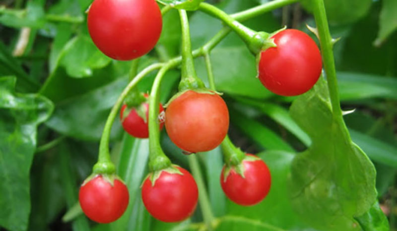 nước uống mát gan từ cây cà gai leo