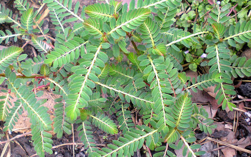 Cây chó đẻ giúp phục hồi chức năng gan