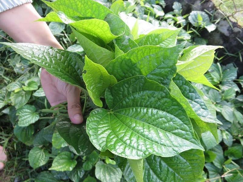 Bài thuốc ngâm chân trị đau khớp từ lá lốt