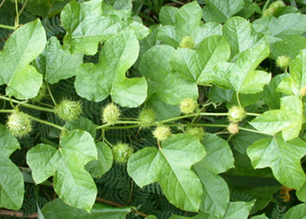 Dây lạc tiên trị chứng mất ngủ