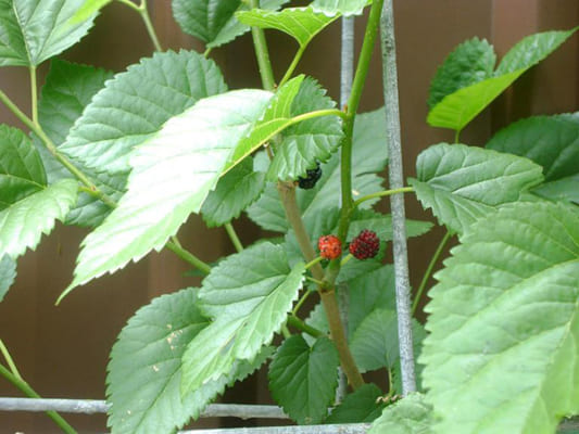 Chữa mất ngủ bằng lá dâu tằm